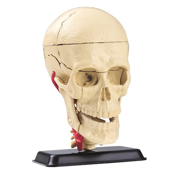 Anatomical model of the skull