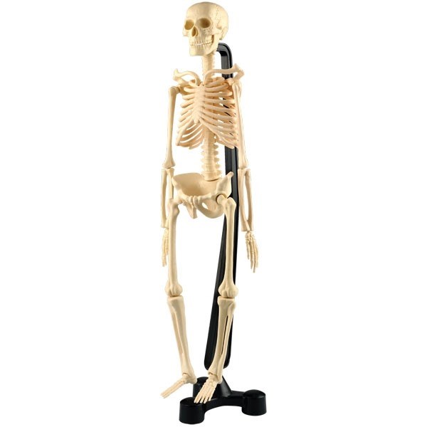 Human skeleton