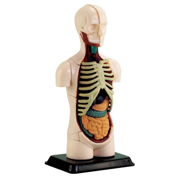 Model of the body's anatomy - Torso