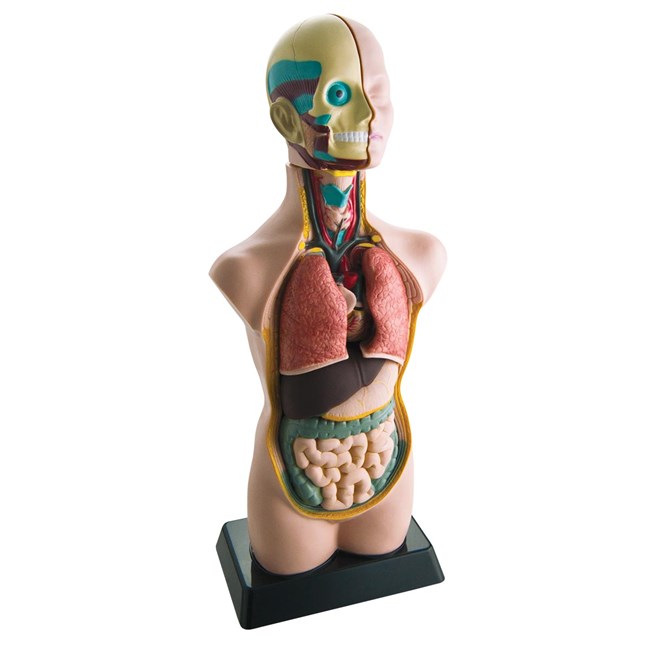 Sectional human body / torso - 50 cm