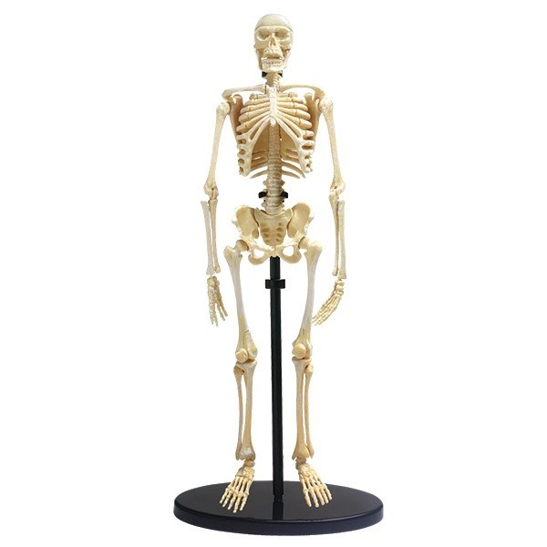 Skeleton - Model of a human skeleton