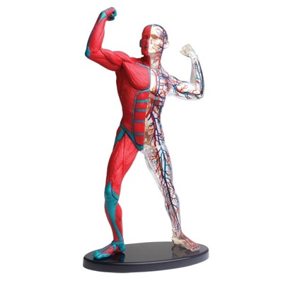 Anatomy - muscle and skeleton model