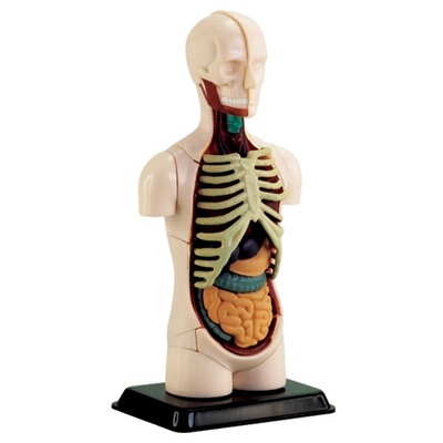 Model of the body's anatomy - Torso