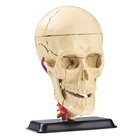 Anatomical model of the skull