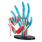 Anatomy - model of a hand