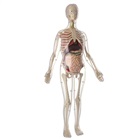 Anatomy - model of man