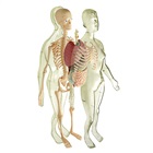 Anatomy - model of man