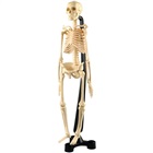 Human skeleton