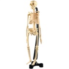 Human skeleton