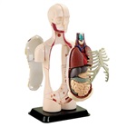 Model of the body's anatomy - Torso