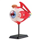 Model of the eye anatomy