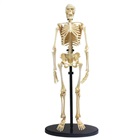 Skeleton - Model of a human skeleton