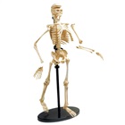 Skeleton - Model of a human skeleton