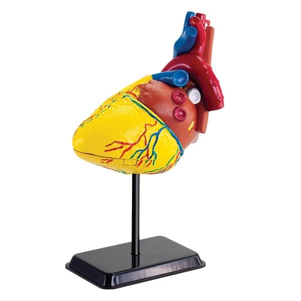 Anatomical model of the heart