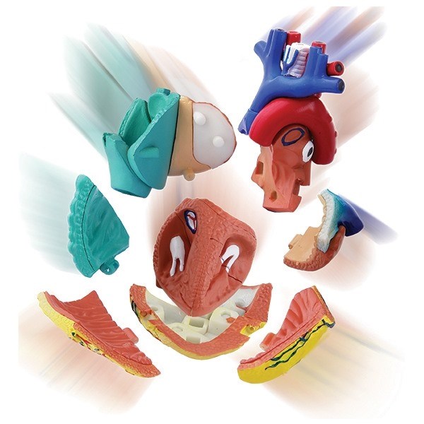 Anatomical model of the heart Anatomical model of the heart