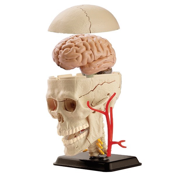 Anatomical model of the skull Anatomical model of the skull