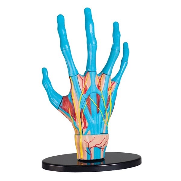 Anatomy - model of a hand