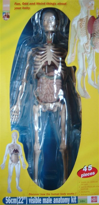 Anatomy - model of man Anatomy - model of man