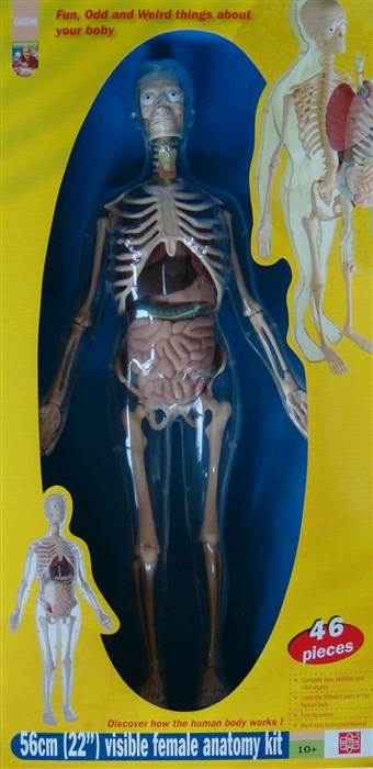 Anatomy - model of woman Anatomy - model of woman