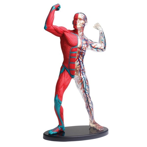 Anatomy - muscle and skeleton model