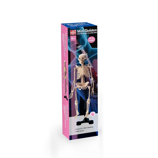 Human skeleton Human skeleton