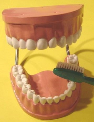 Model of dentures Model of dentures