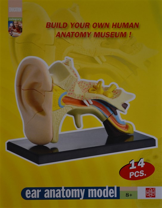 Model of the anatomy of the ear Model of the anatomy of the ear