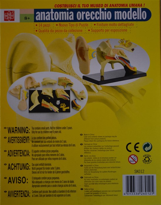 Model of the anatomy of the ear Model of the anatomy of the ear
