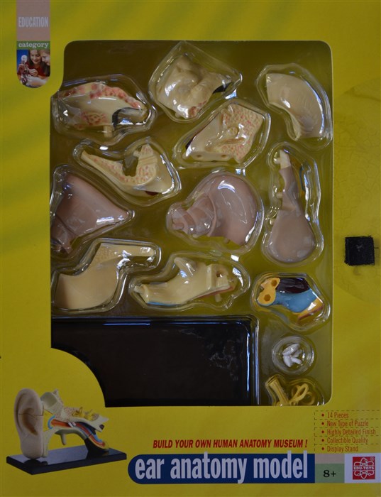 Model of the anatomy of the ear Model of the anatomy of the ear