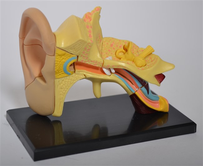 Model of the anatomy of the ear Model of the anatomy of the ear