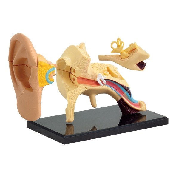 Model of the anatomy of the ear Model of the anatomy of the ear