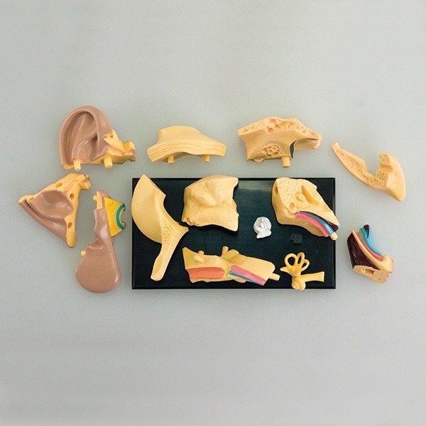 Model of the anatomy of the ear Model of the anatomy of the ear