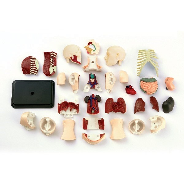 Model of the body's anatomy - Torso Model of the body's anatomy - Torso