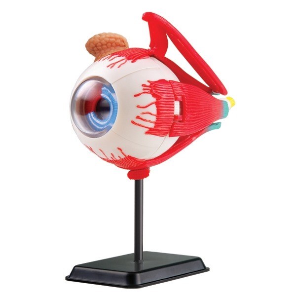 Model of the eye anatomy