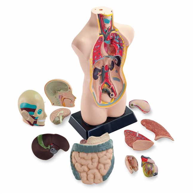 Sectional human body / torso - 50 cm Sectional human body / torso - 50 cm