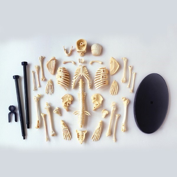 Skeleton - Model of a human skeleton Skeleton - Model of a human skeleton