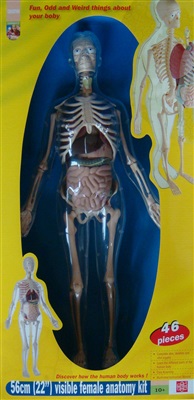Anatomy - model of woman