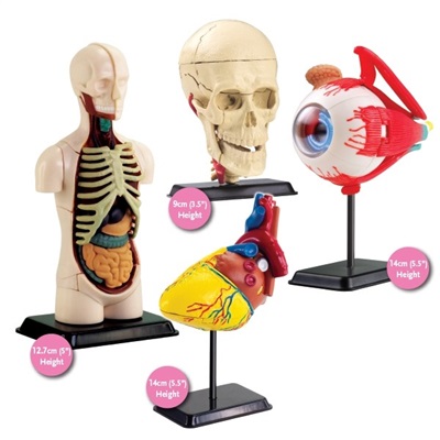 Four anatomi kits in one - eye, body, heart and skull