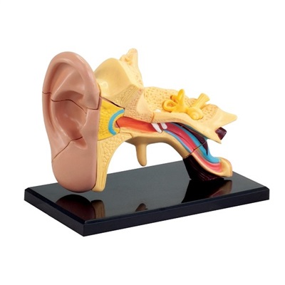 Model of the anatomy of the ear