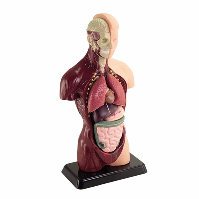 Sectional human body, torso - 27 cm