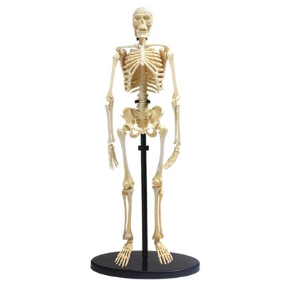 Skeleton - Model of a human skeleton