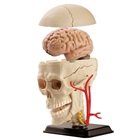 Anatomical model of the skull
