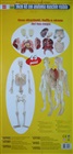 Anatomy - model of man