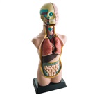 Sectional human body / torso - 50 cm