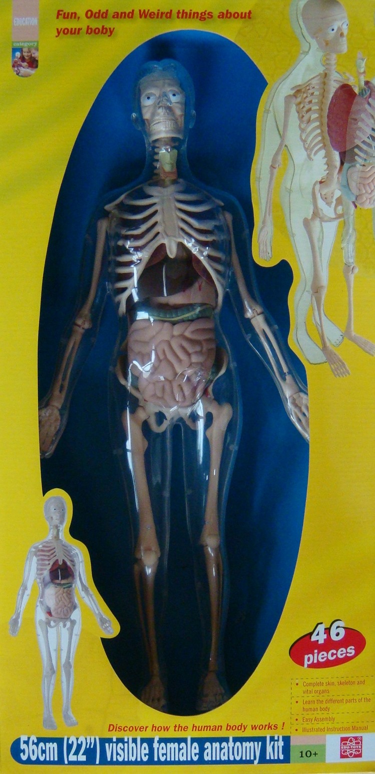 Anatomy - model of woman